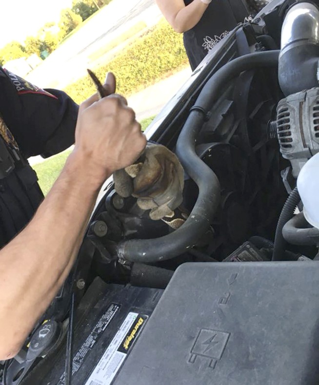 Slithering surprise found under hood of SUV in Wisconsin