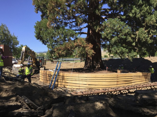 On the move: Large Idaho sequoia tree finds new home