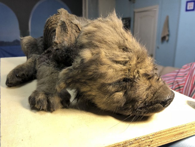 Russian scientists present ancient puppy found in permafrost