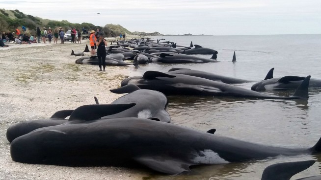 New Zealanders race to save whales after 400 stranded