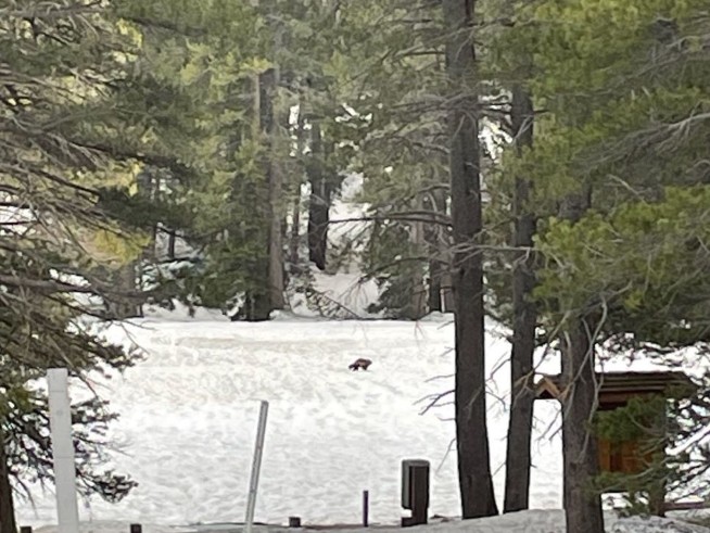 Young, wild and free: Wolverine spotted in California for only second time in last 100 years