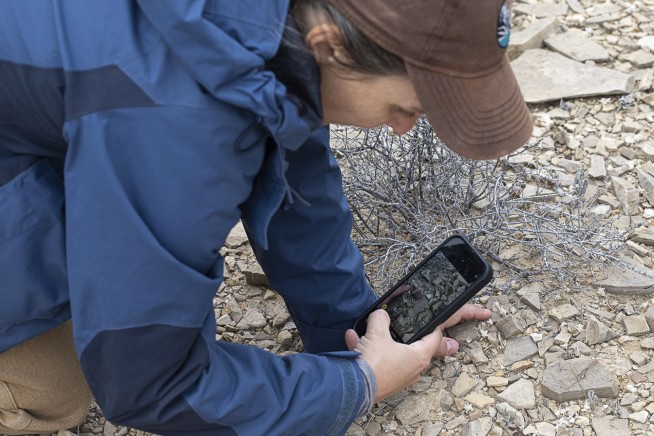 Scientists hope a newly discovered flower will return after rain in West Texas