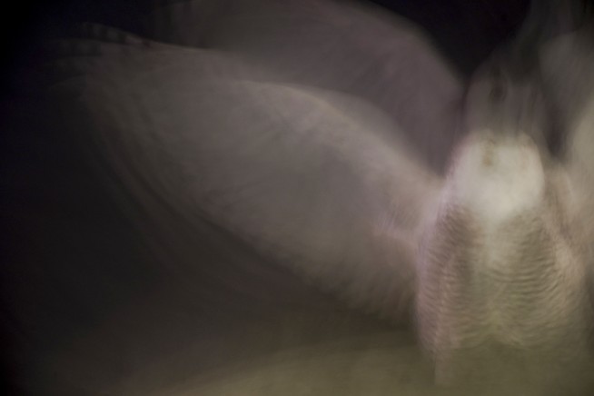 Rare snowy owl soars over Washington, thrills crowds