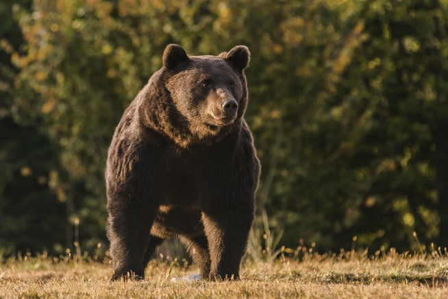 Romania investigates case of bear killed by Austrian prince