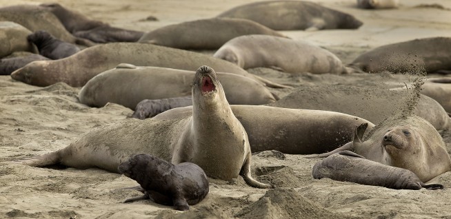 Elephant seals take over California beach during shutdown