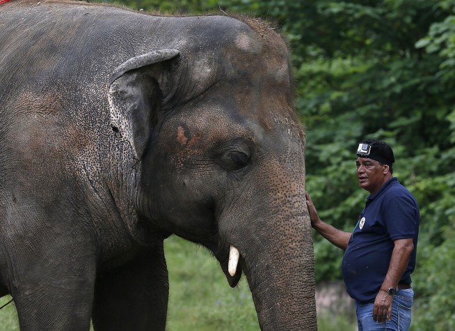 'World's loneliest elephant' okayed to quit zoo for new life