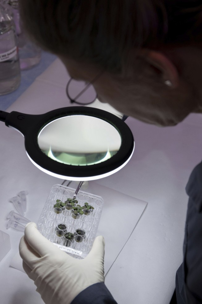 Scientists grow plants in lunar dirt, next stop moon