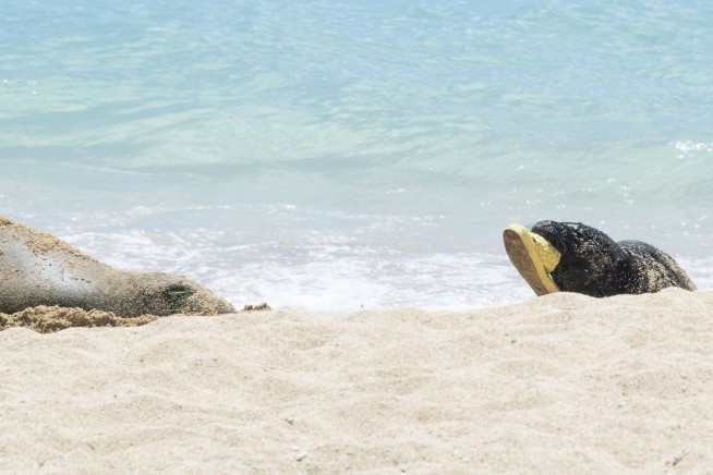 Swimmer injured by Hawaiian monk seal with pup in Waikiki