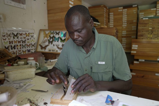 A butterfly collector in Africa with more than 4.2 million seeks to share them for the future