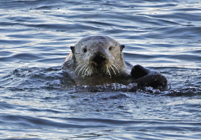 Hungry sea otters are helping save California's marshlands from erosion