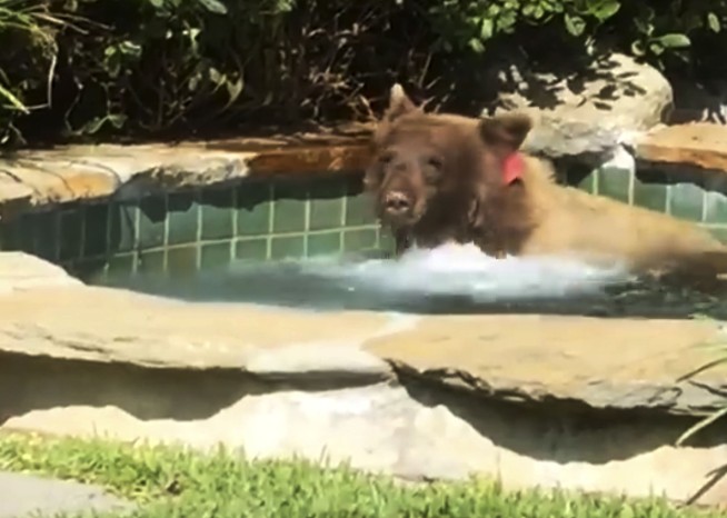 Margarita-loving bear takes a dip in a California hot tub