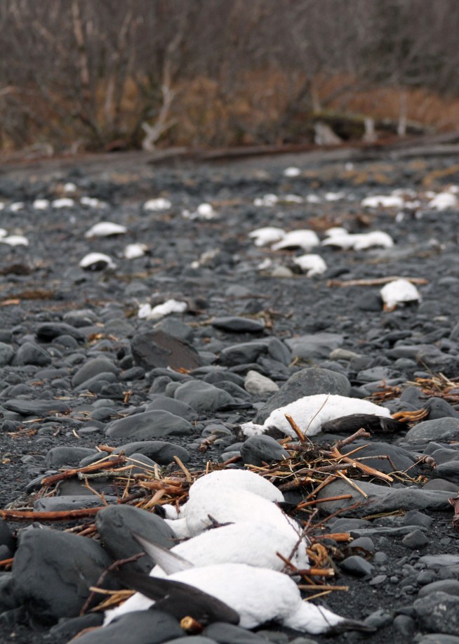 Starvation suspected in massive die-off of Alaska seabirds