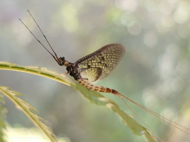 Brief buzz: Danish Mayfly named 2021 insect of the year