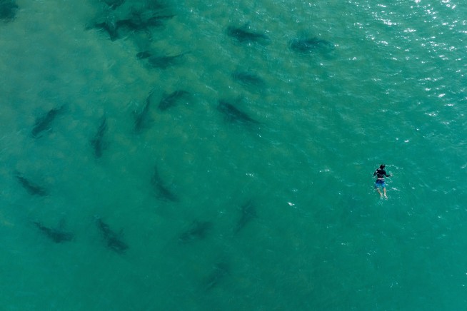 Nations reach accord to protect marine life on high seas