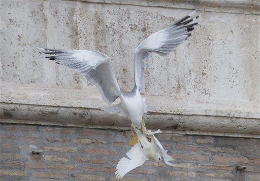 Birds attack peace doves freed from pope's window