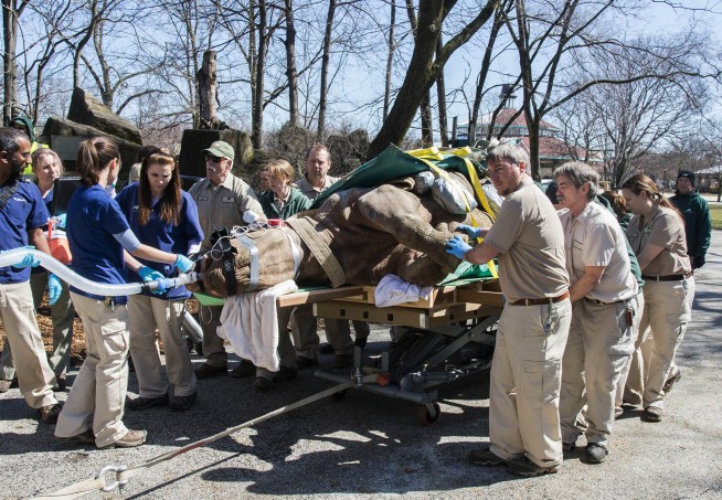 That's a heavy lift: Rhino at Illinois zoo undergoes CT scan