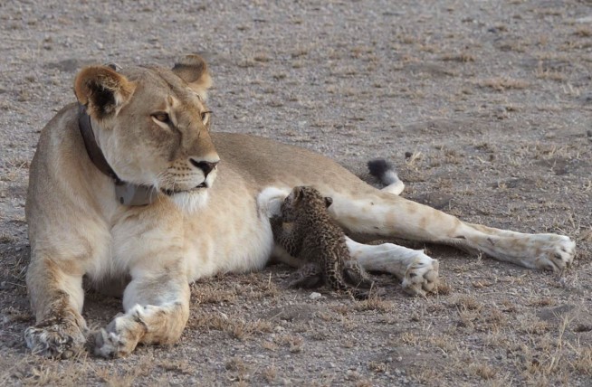 'Extremely unique:' Lion nurses leopard cub in Tanzania