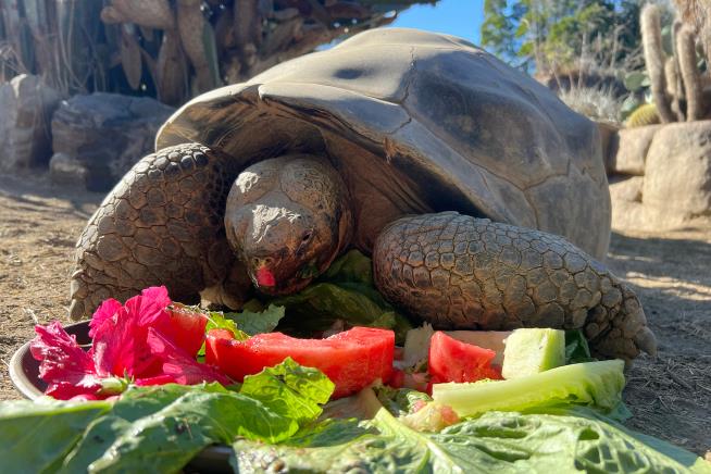 Gramma the Galapagos tortoise, oldest resident of San Diego Zoo, dies at about 141