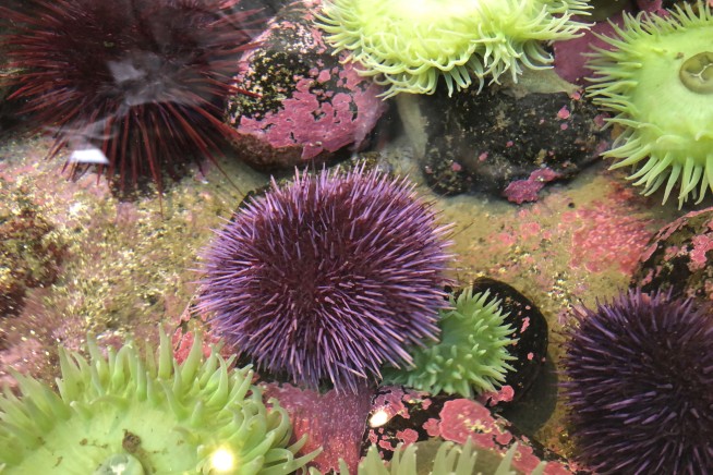 Sea urchin explosion off California, Oregon decimates kelp