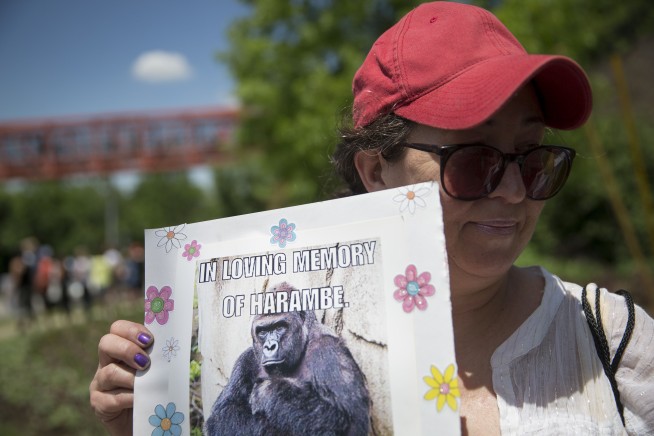 Vigil held at Cincinnati Zoo in tribute to slain gorilla