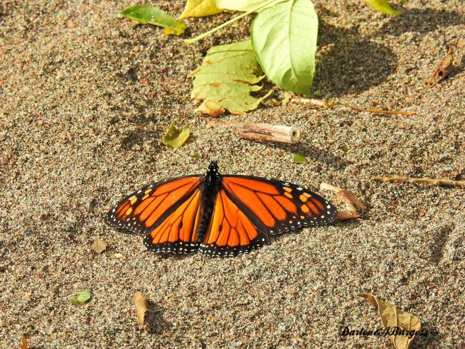Misplaced monarchs: Clusters of butterflies stuck up north