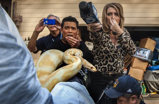'House of horrors' loaded with live, dead pythons