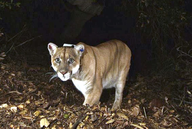 Famed Hollywood mountain lion captured after killing dog