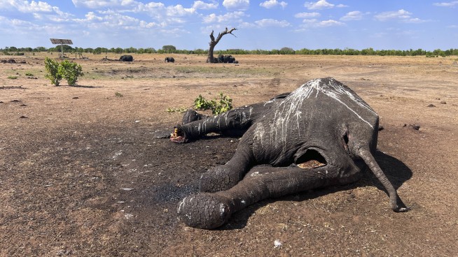 At least 100 elephants die in drought-stricken Zimbabwe park, a grim sign of El Nino, climate change