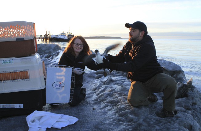 Starvation suspected in massive die-off of Alaska seabirds
