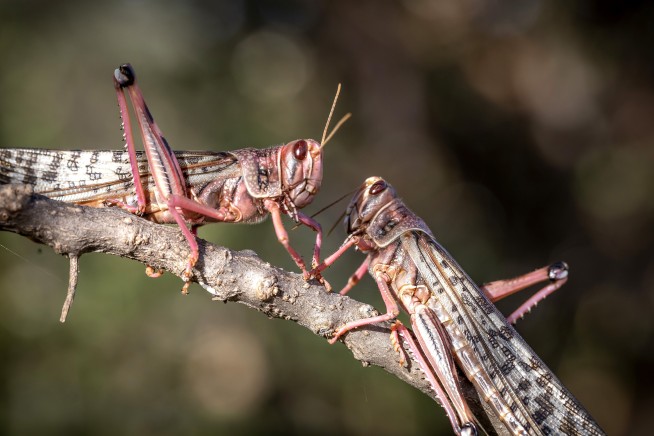 New, larger wave of locusts threatens millions in Africa