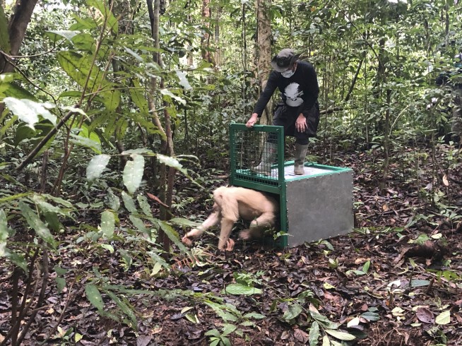 Alba the albino orangutan returned to jungle in Indonesia