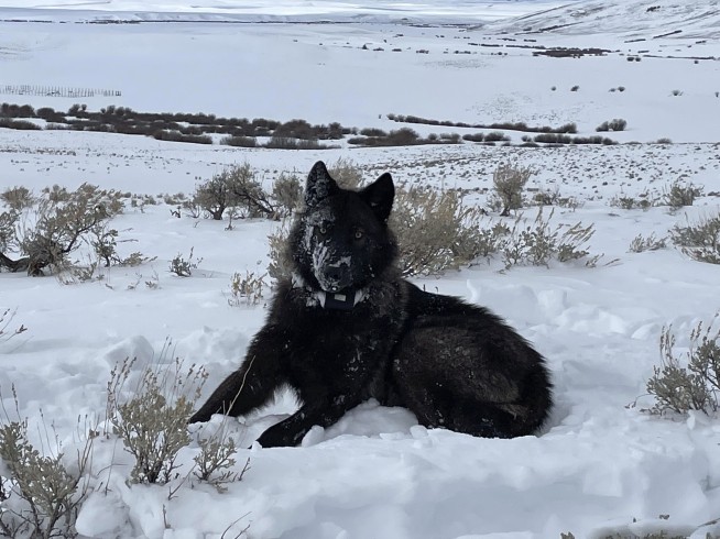 Federal judge denies cattle industry’s request to temporarily halt wolf reintroduction in Colorado