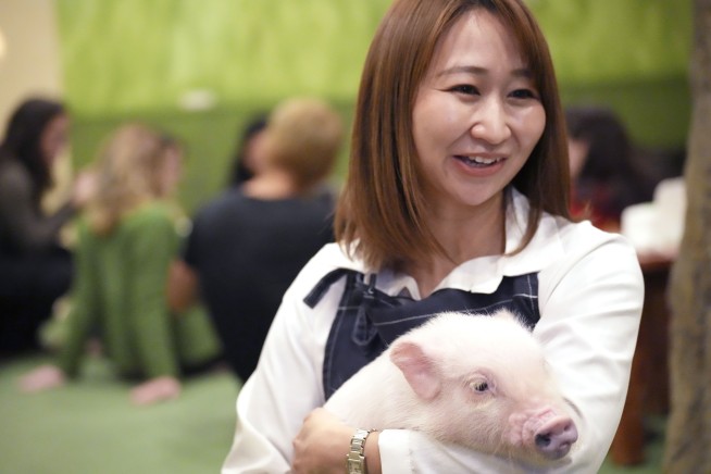 At trendy Japanese cafés, customers enjoy cuddling with pigs