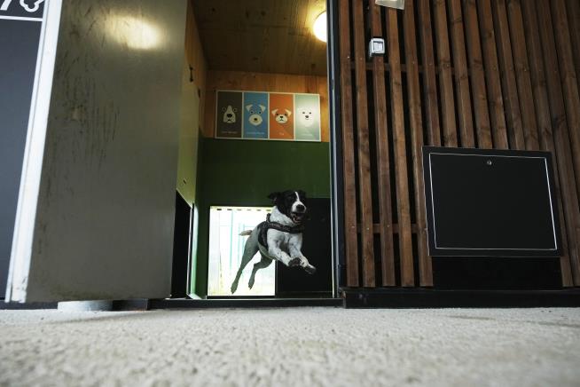 Rome's airport opens luxurious dog hotel with pampering services