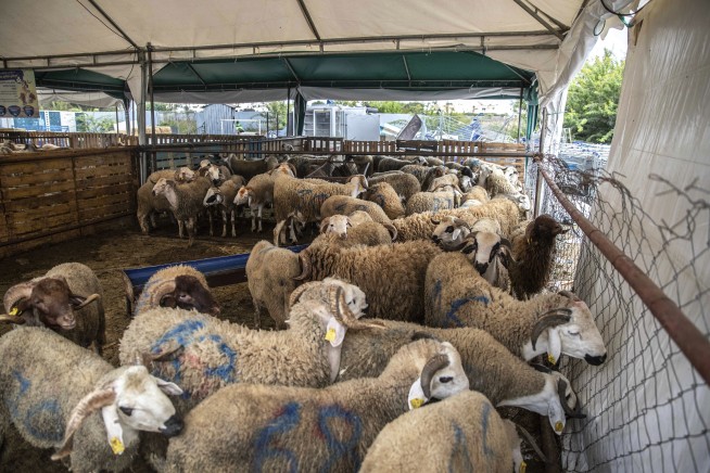 Morocco urges people to not buy sheep for Eid al-Adha celebrations
