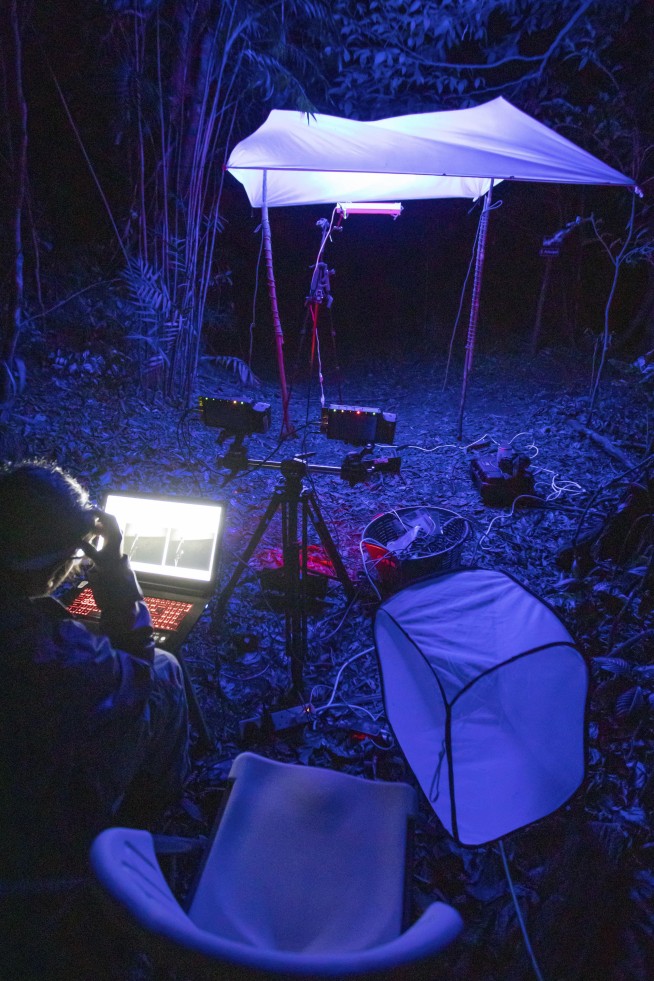 Are insects drawn to light? New research shows it's confusion, not fatal attraction