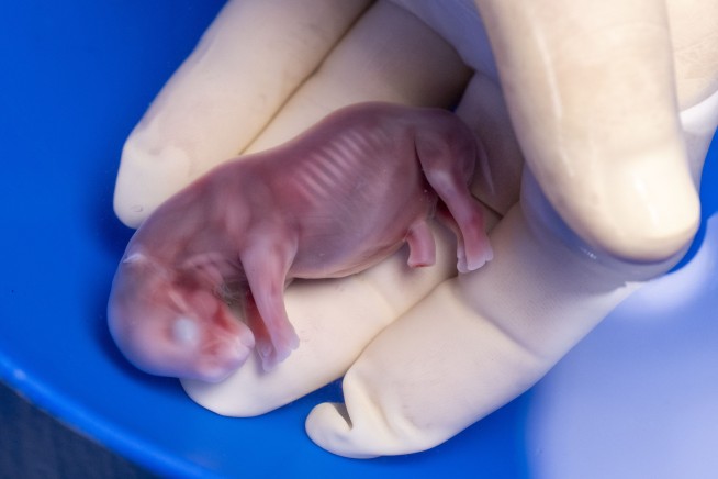 A rhino got pregnant from embryo transfer, in a success that may help nearly extinct subspecies