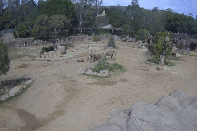 Elephants at San Diego safari park huddle to protect calves during earthquake