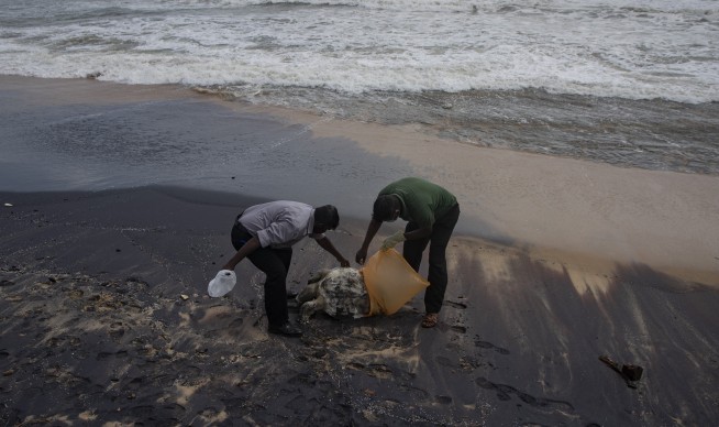 Turtle carcasses wash ashore in Sri Lanka after ship fire