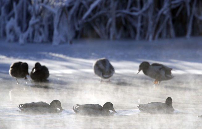 Europe's deep freeze causes deaths, disrupts traffic