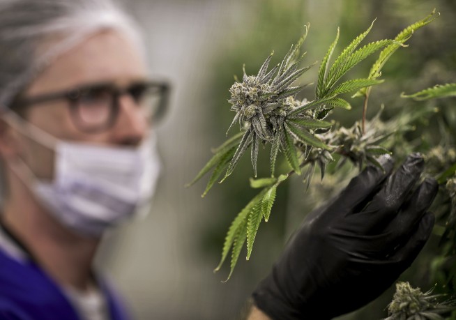 Veterans are key as surge of states OK medical pot for PTSD