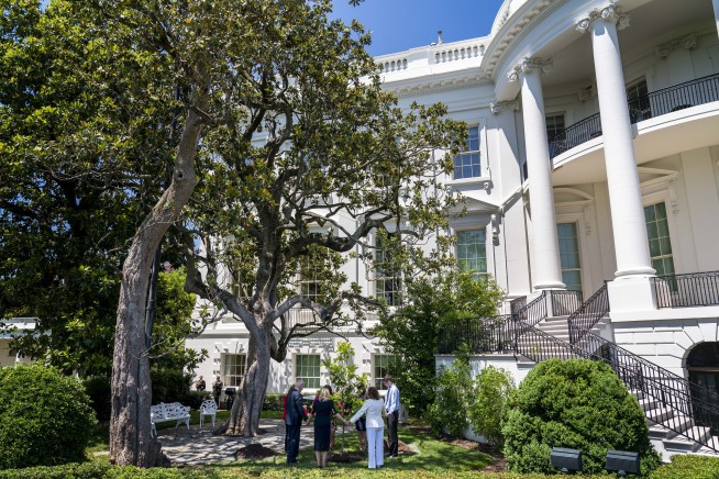 Historic tree to be cut down at the White House over safety concerns