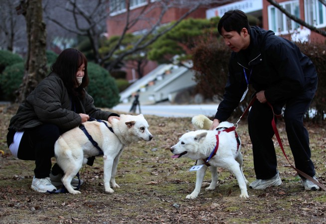 Dogs gifted by North's Kim resettle in South Korean zoo