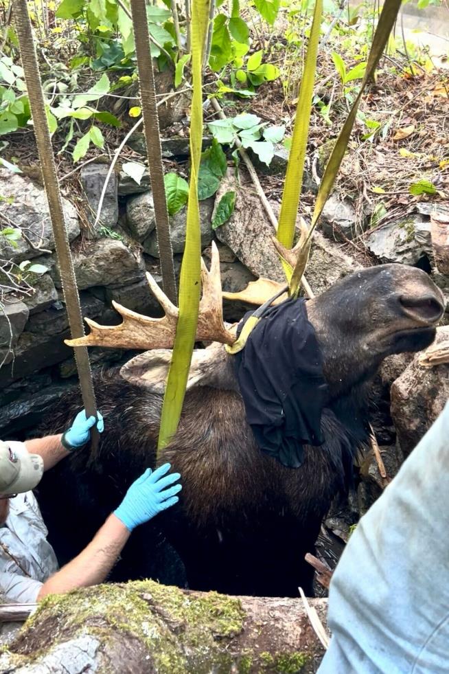 Maine wardens rescue moose trapped for hours in abandoned well