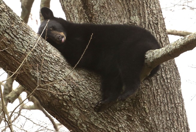 Mama bear, cubs spotted napping in tree in Va. neighborhood