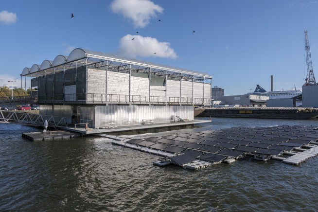 Cows in Rotterdam harbor, seedlings on rafts in India; are floating farms the future?