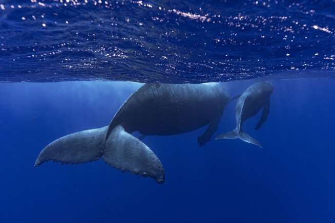 How do whales sing? Lab experiments suggest their voice boxes have a unique feature