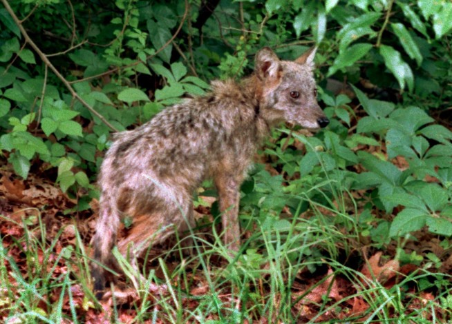 Massachusetts town hires federal officials to kill coyotes