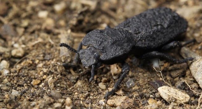 Can't crush this: Beetle armor gives clues to tougher planes