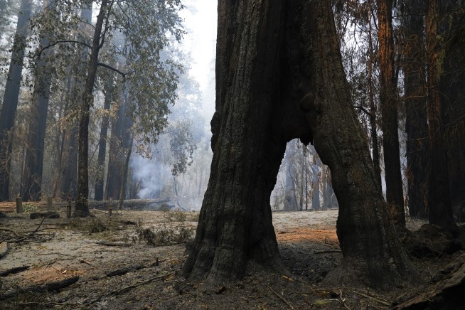 Redwoods survive wildfire at California's oldest state park